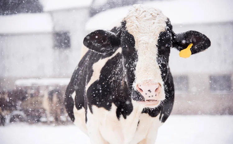 Snow cow