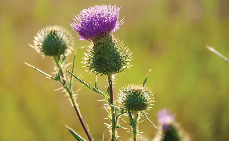 thistle