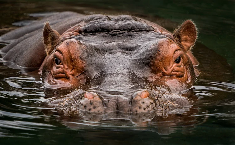 Hippo