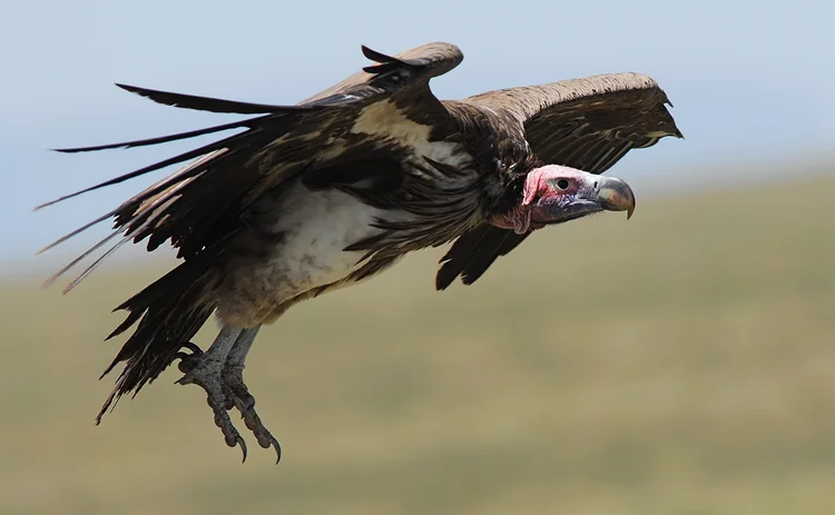 Vulture