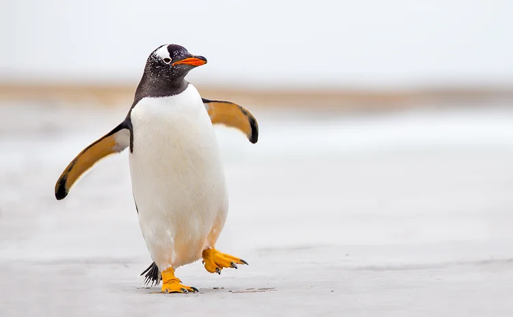 Penguin