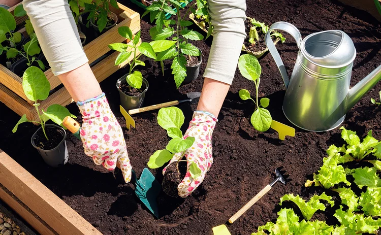 Transplanting of vegetable seedlings into black soil in the raised beds. Growing organic plants in wooden raised beds as a hobby. The farmer's gloved hands are digging a hole in the black soil.