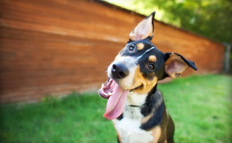 Happy dog