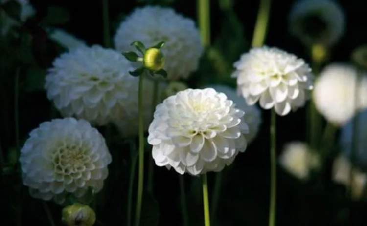 guernsey-flowers