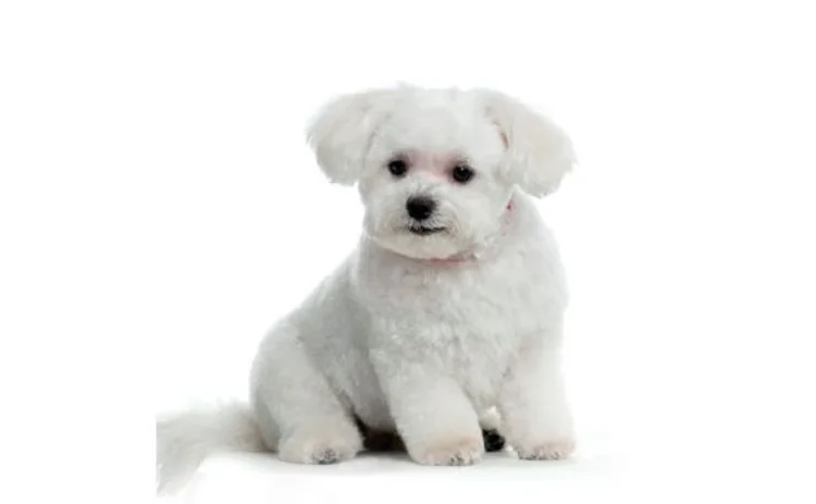 maltese-dog