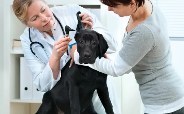 Vets examining a dog