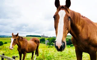 Two females horses in field