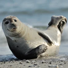 OH HAI harbour seal on beach