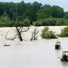 Flooded forest land